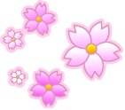 桜の花びら　Petal of cherry blossoms